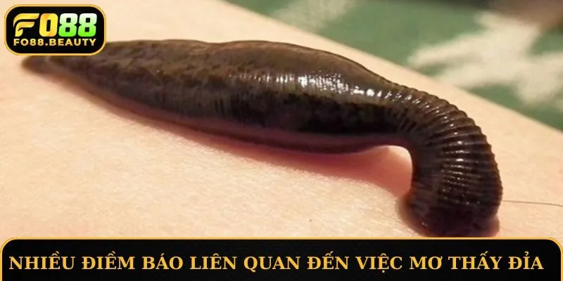 Phân tích ý nghĩa tốt hay xấu của điềm báo mơ thấy đỉa cắn chân