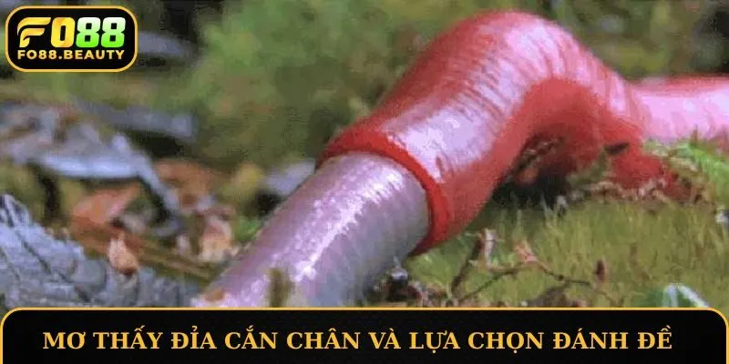 Mơ thấy đỉa cắn chân và những lựa chọn đánh đề ngon ăn